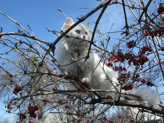 猫，树，在户外，卡住，被困，麻烦
