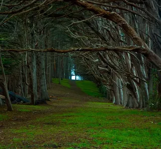 森林，魔法，童话，景观，薄雾，森林