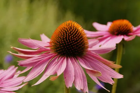 紫锥菊,太阳帽,开花,花,粉红色 紫锥菊,太阳帽,开花,花,粉红色