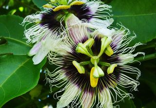 激情水果，花，激情，水果，热带