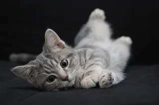 动物，宠物，可爱，灰色，毛茸茸，猫