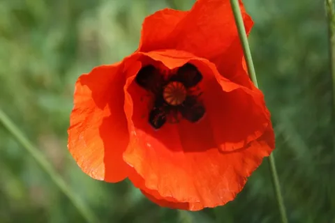 罂粟,罂粟花,Klatschmohn,初夏 罂粟,罂粟花,Klatschmohn,初夏