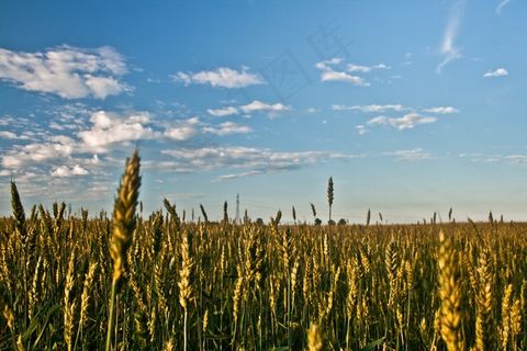 树,风景,稻田,草原,天空,粮田