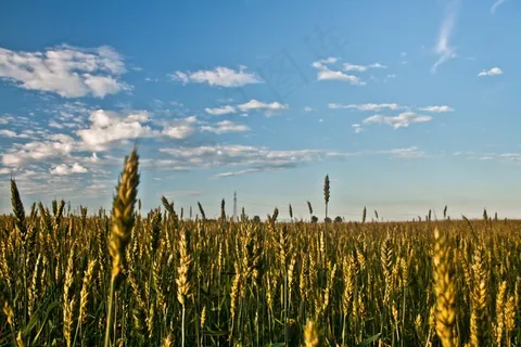 树,风景,稻田,草原,天空,粮田