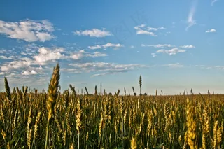 树,风景,稻田,草原,天空,粮田