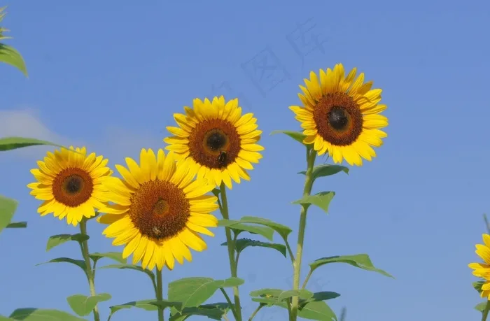 向日葵，黄色，蓝色，天空，夏天，自然，景观