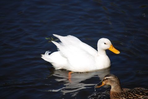 鸭，白，水，水禽，水禽，物种
