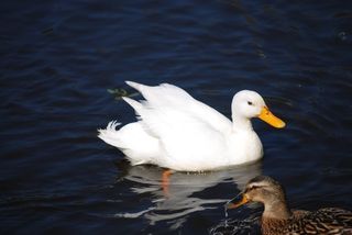 鸭，白，水，水禽，水禽，物种