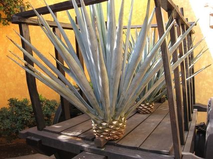 La Rojena Jose Cuervo酿酒厂