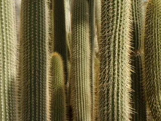 仙人掌，刺，森林，植物，ing，仙人掌科