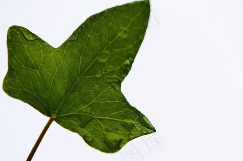 叶,常春藤,植物,性质,绿色,背景 叶,常春藤,植物,性质,绿色,背景