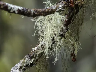 苔，树，科，森林，自然，特写，秋
