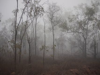 雾，诡异，树木，雾，黑暗，树，自然，景观