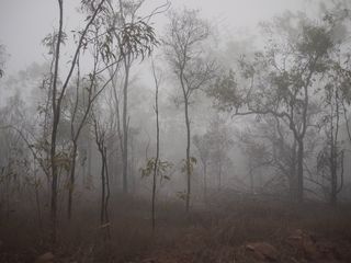 雾，诡异，树木，雾，黑暗，树，自然，景观