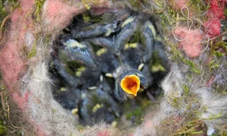 鸟巢，小鸡，山雀，比尔，巢，饲养，饥饿