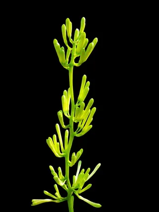 开花，花，绿色，植物