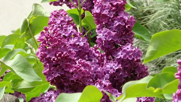 丁香，没有，花园，自然，花