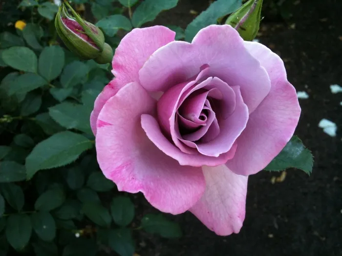 紫色，玫瑰，绽放，花朵，芽，紫，花瓣