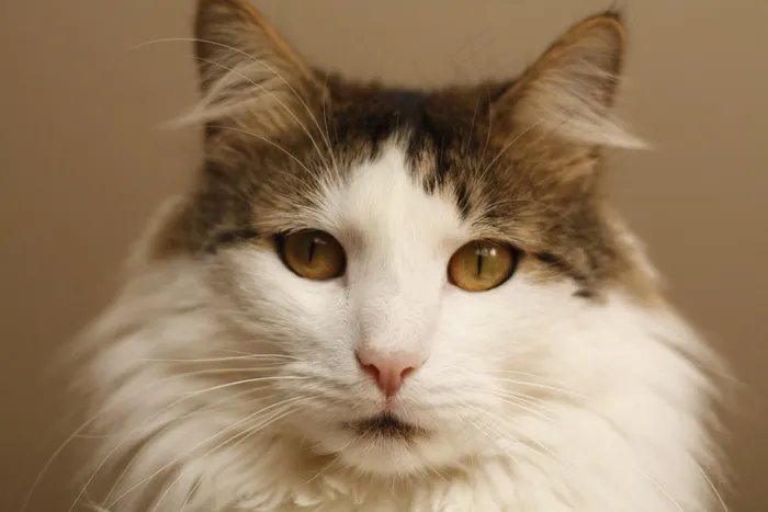 猫，家猫，宠物，猫眼，Mieze，阿迪达斯