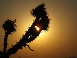 东，自旋，红色，太阳