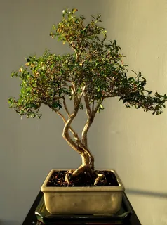 盆景,叶子,绿色,树,植物,性质,增长 盆景,叶子,绿色,树,植物,性质,增长