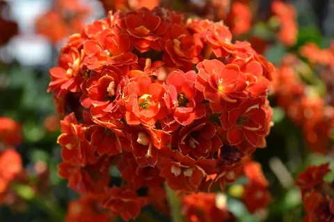 橙花，橙色Kalancho，Kalanchoe，花