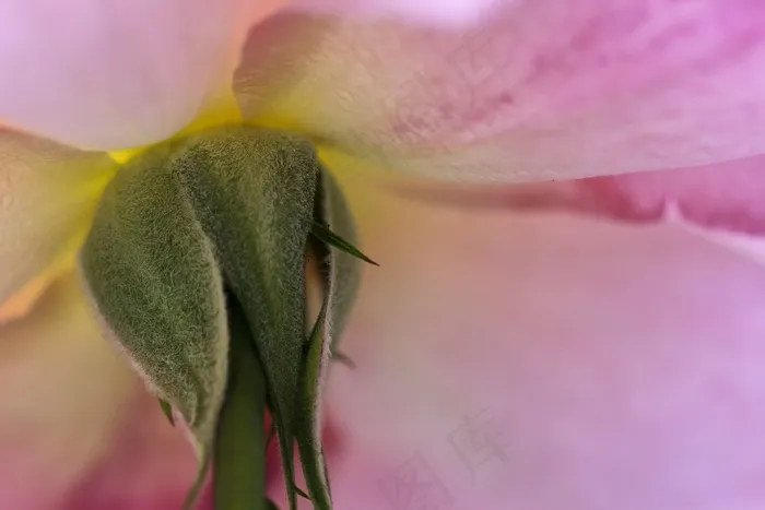 花，壁纸，花园，大自然，粉红色，背景