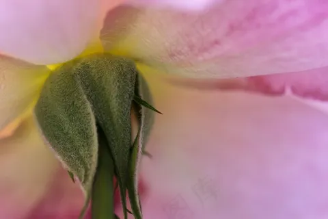 花，壁纸，花园，大自然，粉红色，背景