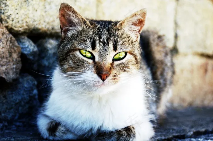 猫，宠物，猫的眼睛，猫的脸，可爱的猫，动物