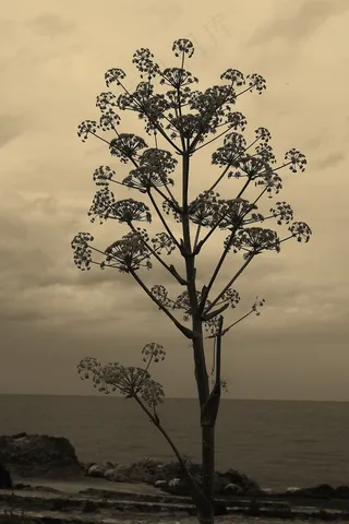 卡套，科西嘉岛，景观，海滩