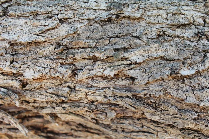 树皮，木材，纹理，自然，装饰