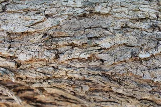 树皮，木材，纹理，自然，装饰