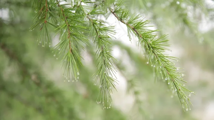 松树，针叶树，露水，雨，刺