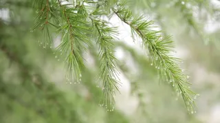 松树，针叶树，露水，雨，刺
