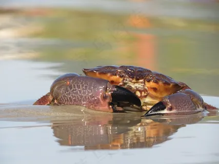 蟹，Siri，自然，3月，海滩