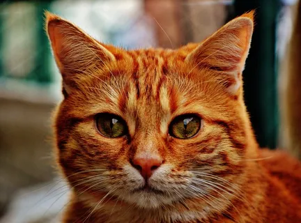 猫，宿醉，红色，可爱，鲭鱼，虎，甜