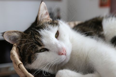 宿醉，猫，阿迪达斯