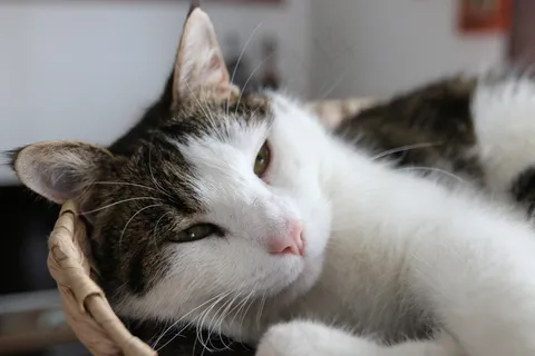 宿醉，猫，阿迪达斯