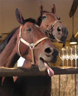 酒吧,马,酒吧,老,西方,帽子,背景,牛仔 酒吧,马,酒吧,老,西方,帽子,背景,牛仔