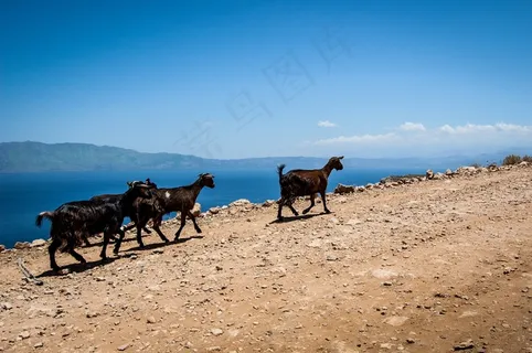 山羊，石头，希腊，克里特岛
