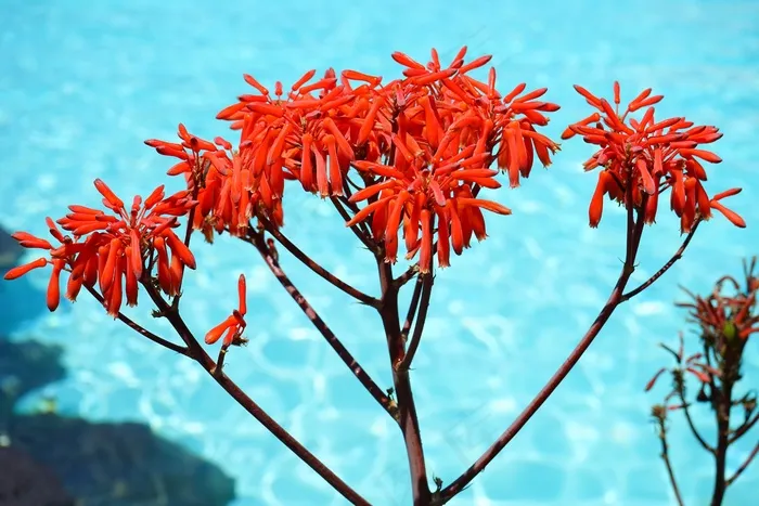 芦荟，花，红色，花序，芦荟