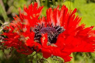 开花，Klatschmohn，罂粟，红色，红罂粟