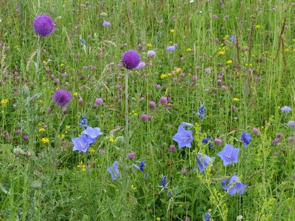 草甸，花草甸，马格草甸，蓟，风信子