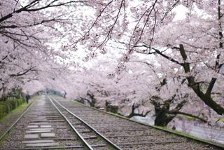 日本樱花,樱花盛开,樱花树,樱花,树,140406-2_蹴上インクラインKeage_15