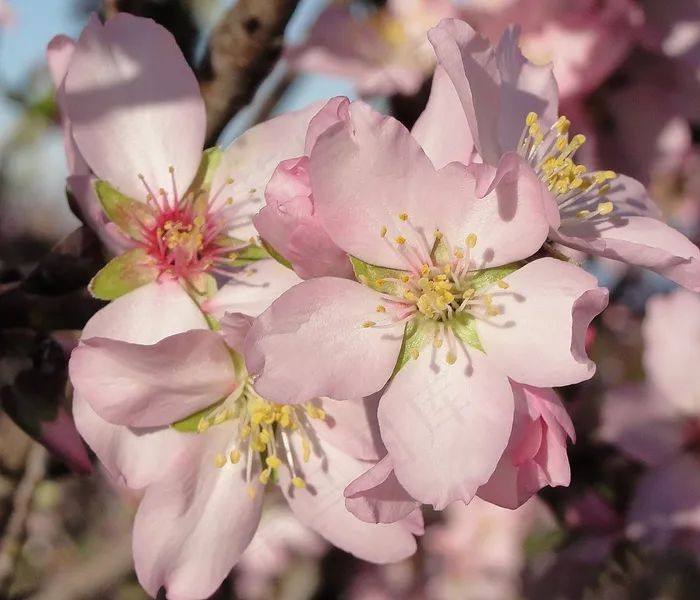花，杏仁树，杏仁花，性质，雌蕊