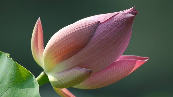 莲花，开花，莲花，花