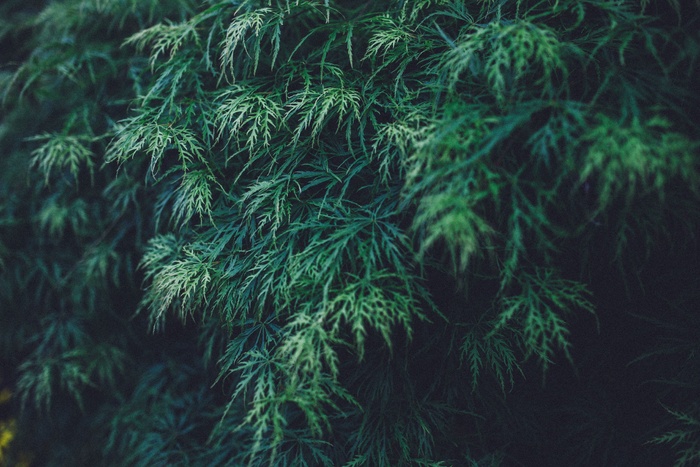 绿色，叶子，植物，自然