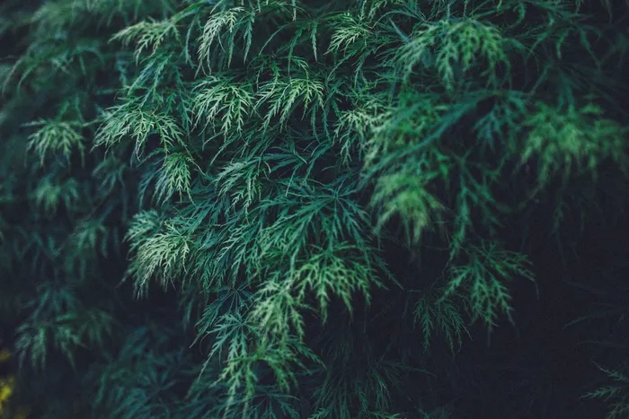 绿色，叶子，植物，自然