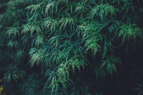 绿色,叶子,植物,自然 绿色,叶子,植物,自然