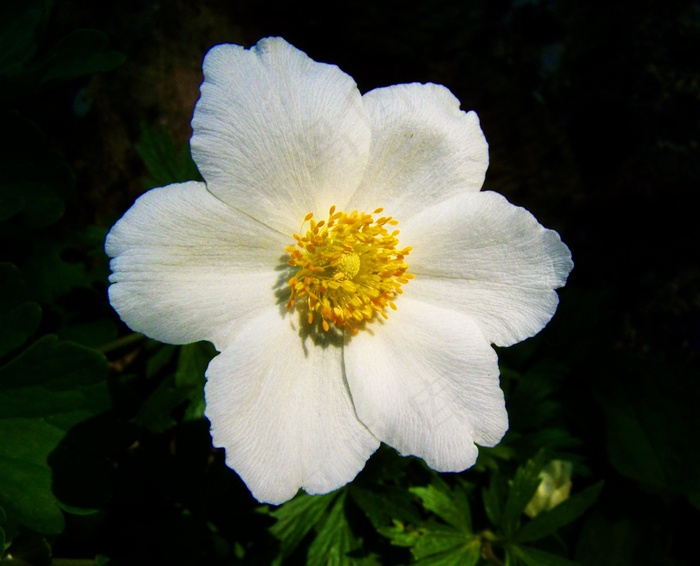 白色春天的花朵，玫瑰的微风，花园